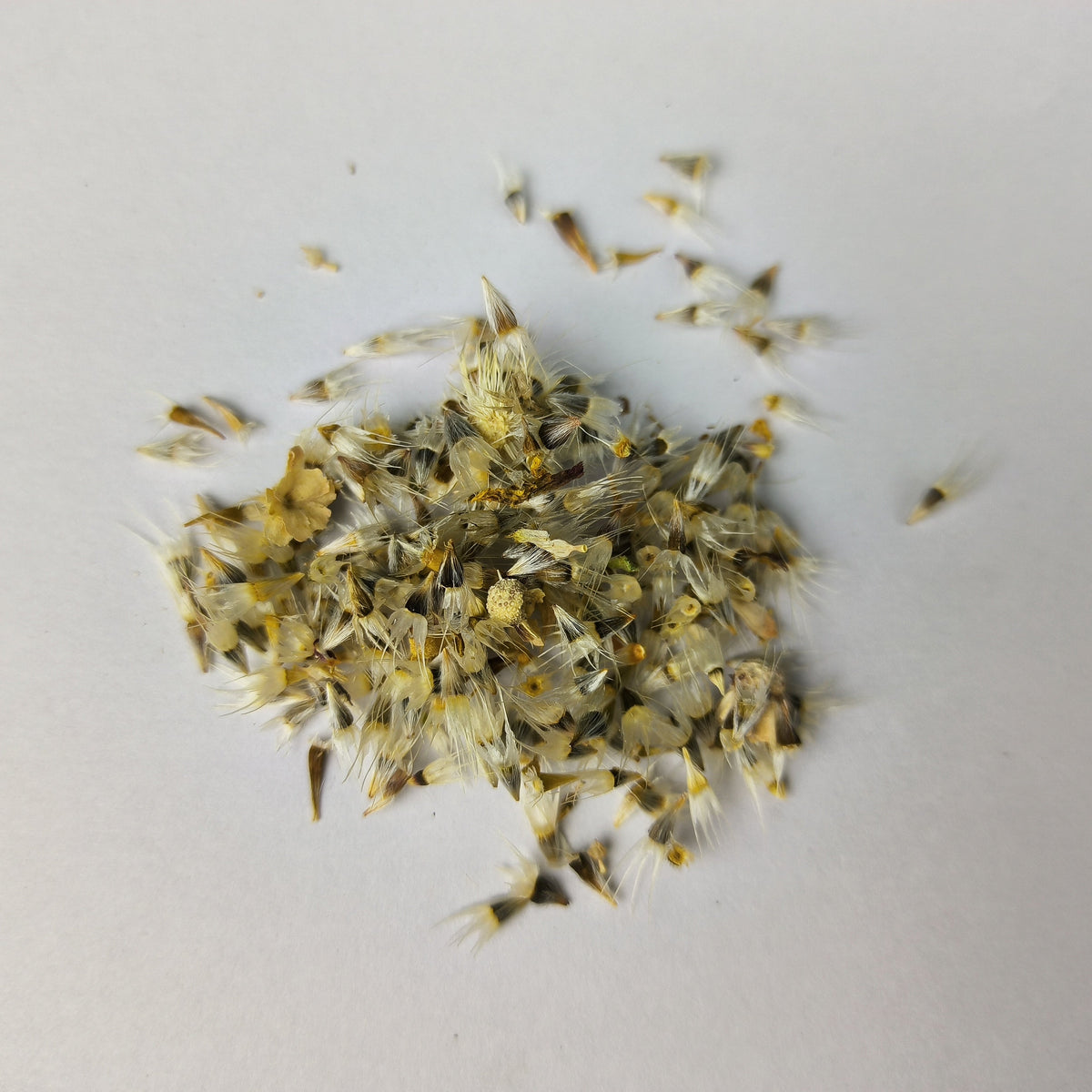 Gaillardia Finest Mix Seeds – F1 Hybrid