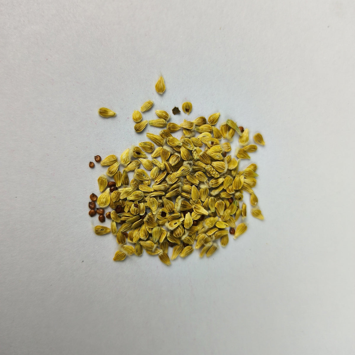Gomphrena Haageana Strawberry Flower Seeds