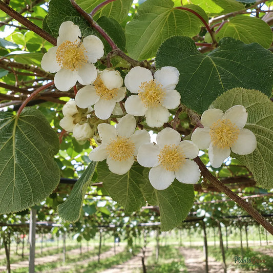 Kiwi (Male, Pollinator) - Fruit Plant