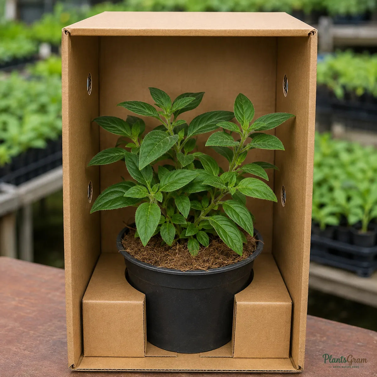 Pentas (Violet) - Pentas lanceolata