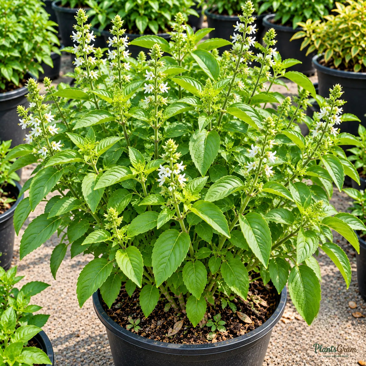 Lemon Basil Seeds for Herb Gardens – 30–40 Seeds