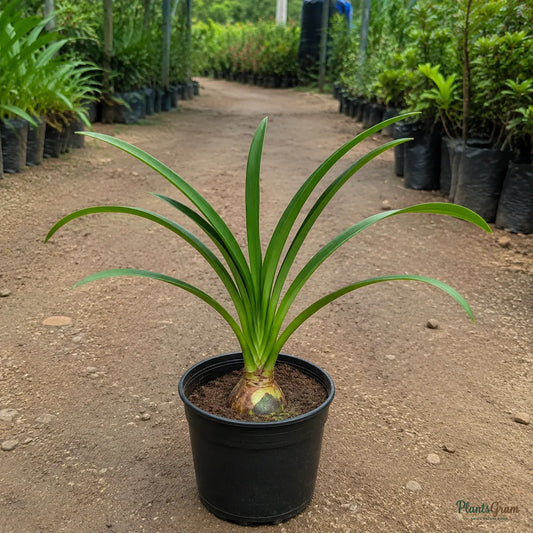 Amaryllis Lily (White) - Hippeastrum sp.