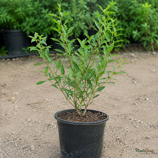 Arctic Snow - Wrightia antidysenterica