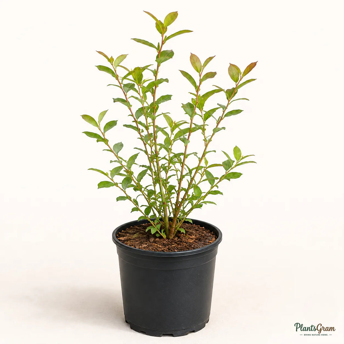 Blueberry / Purple Berry (Imported) - Fruit Plant