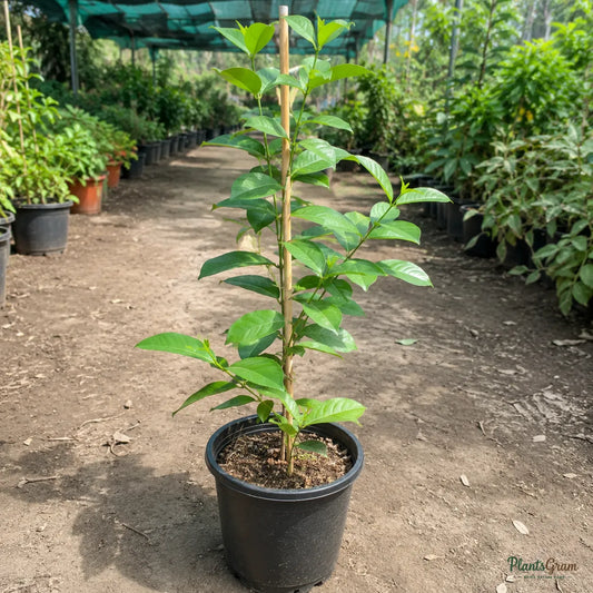 Allamanda Maroon (Dark Red) - Allamanda Hybrida