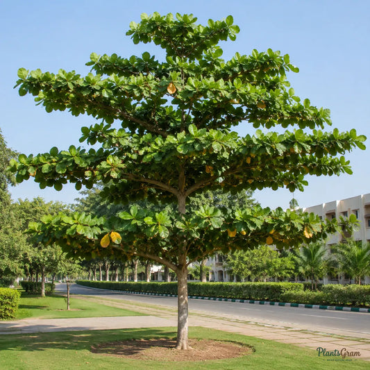 Indian Almond (Terminalia catappa) - Avenue Tree