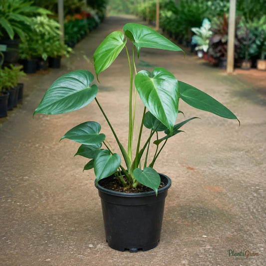 Anthurium (Pink) - Anthurium andreanum
