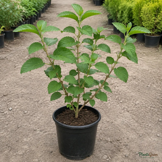 Lantana (White) - Lantana camara