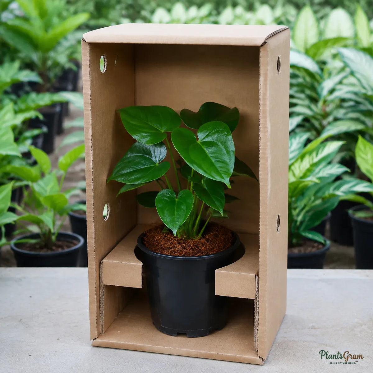 Anthurium (White) - Anthurium Andreanum