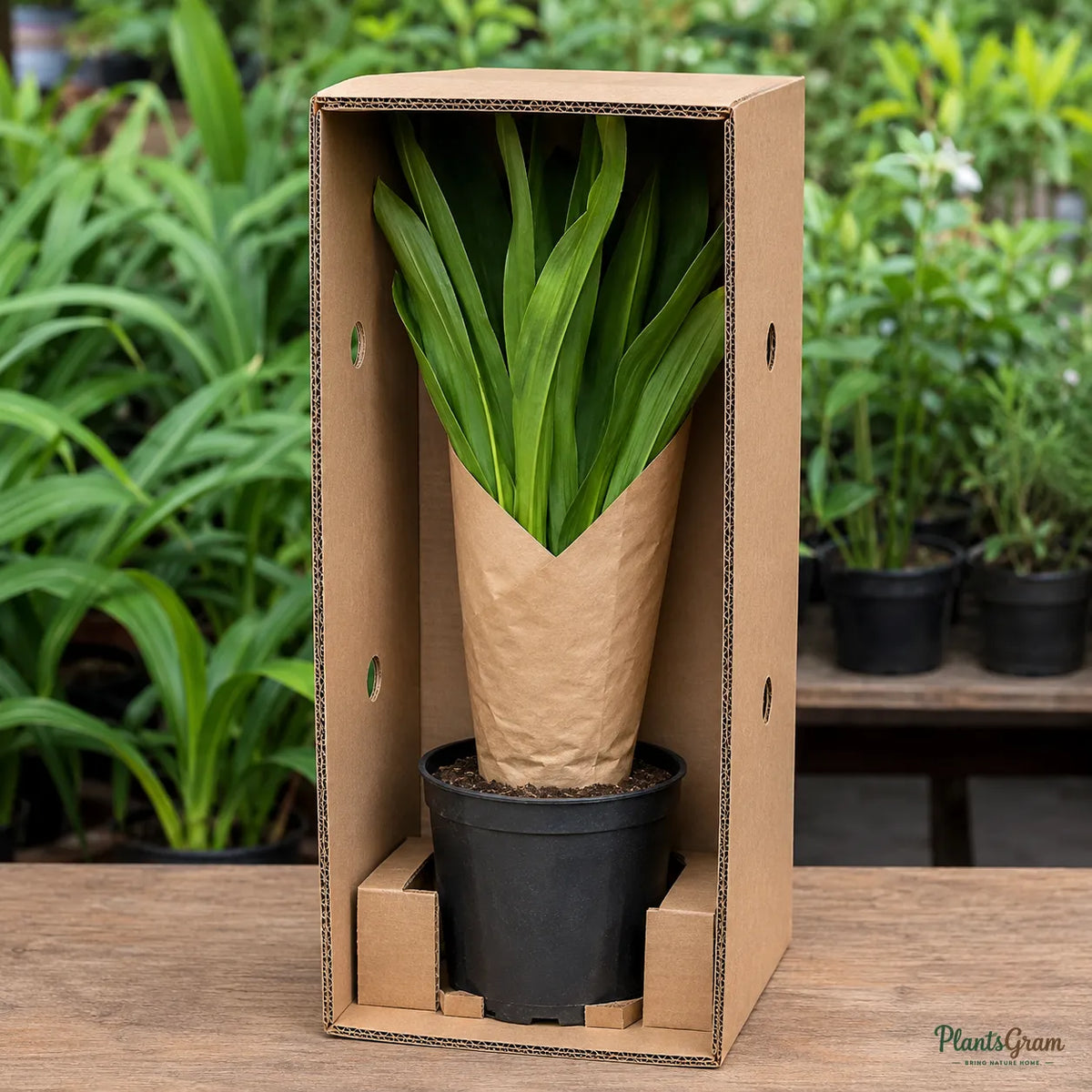 Milk and Wine Lily (Pink & White) - Crinum sp.