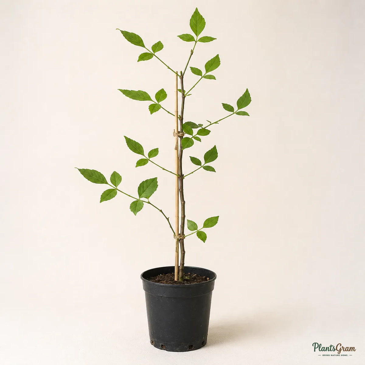 Bilva / Bael (Aegle marmelos) - Avenue Tree