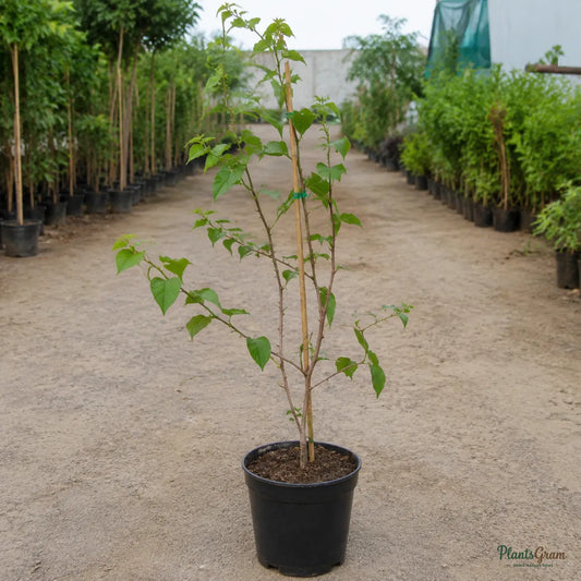 Bougainvillea (Red) - Buttiana Hybrid