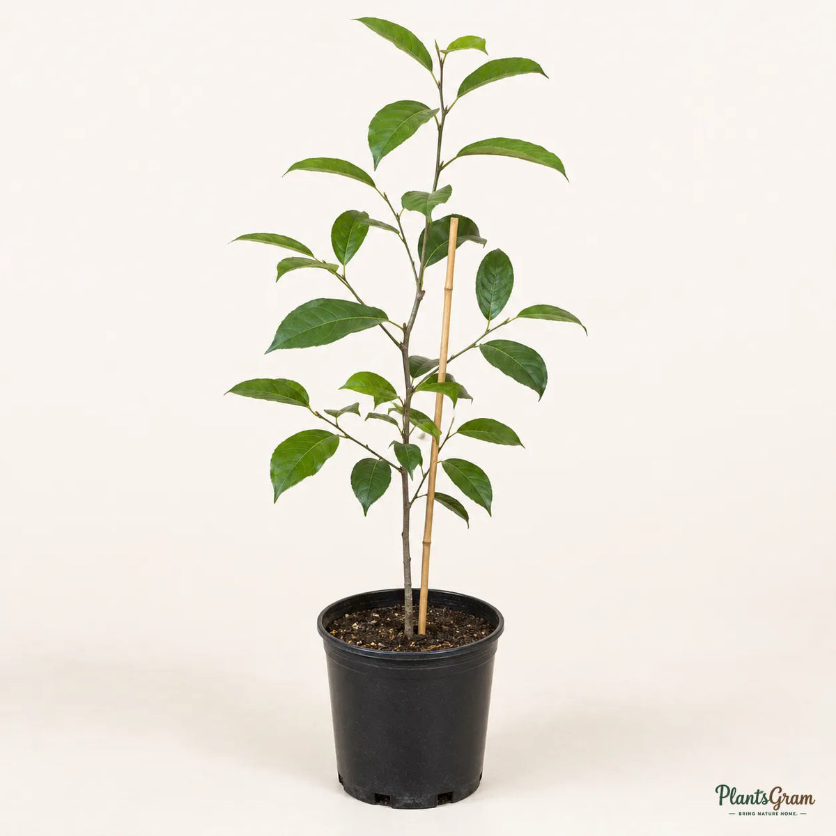 Persimmon - Fruit Plant
