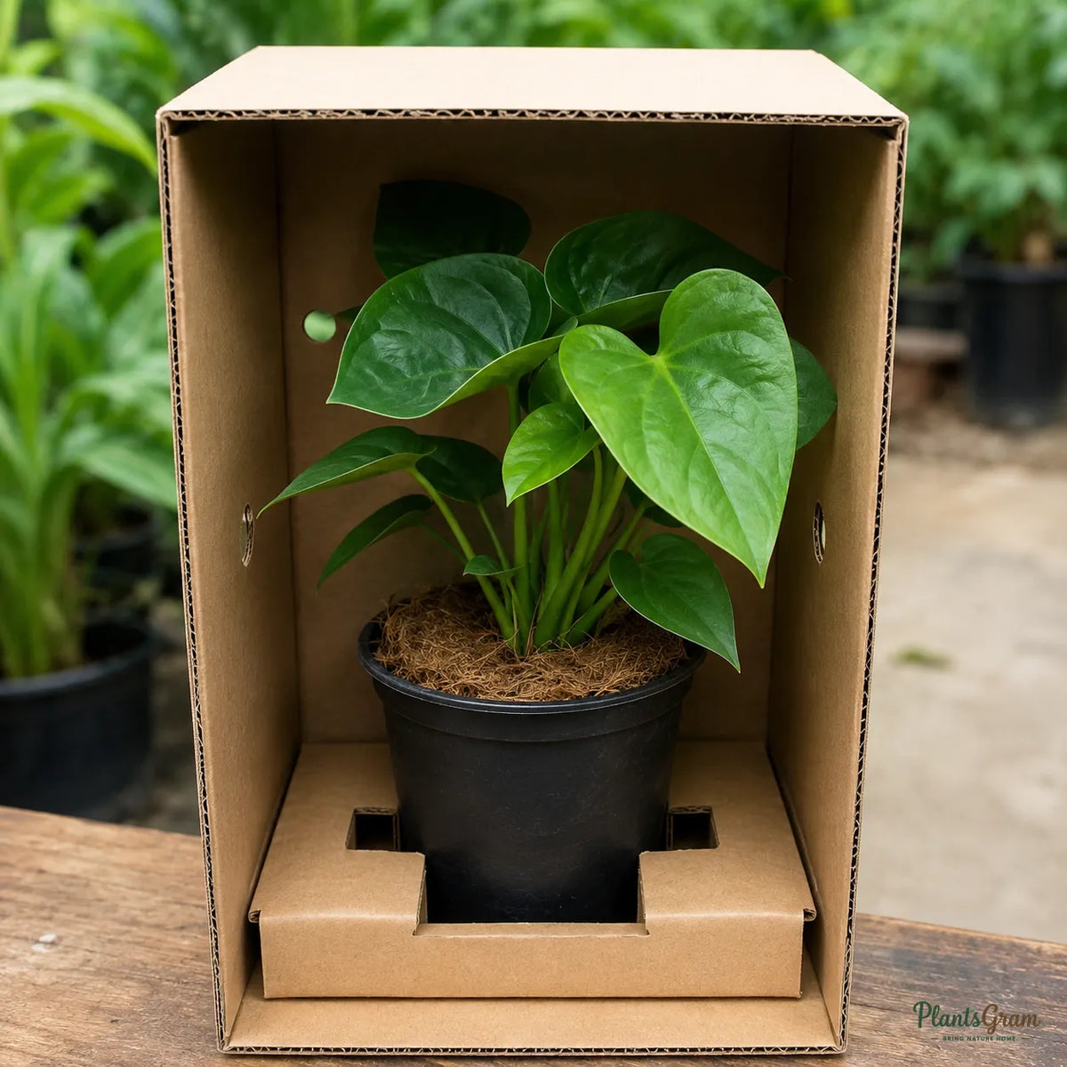 Anthurium (Baby Pink) - Anthurium Andreanum