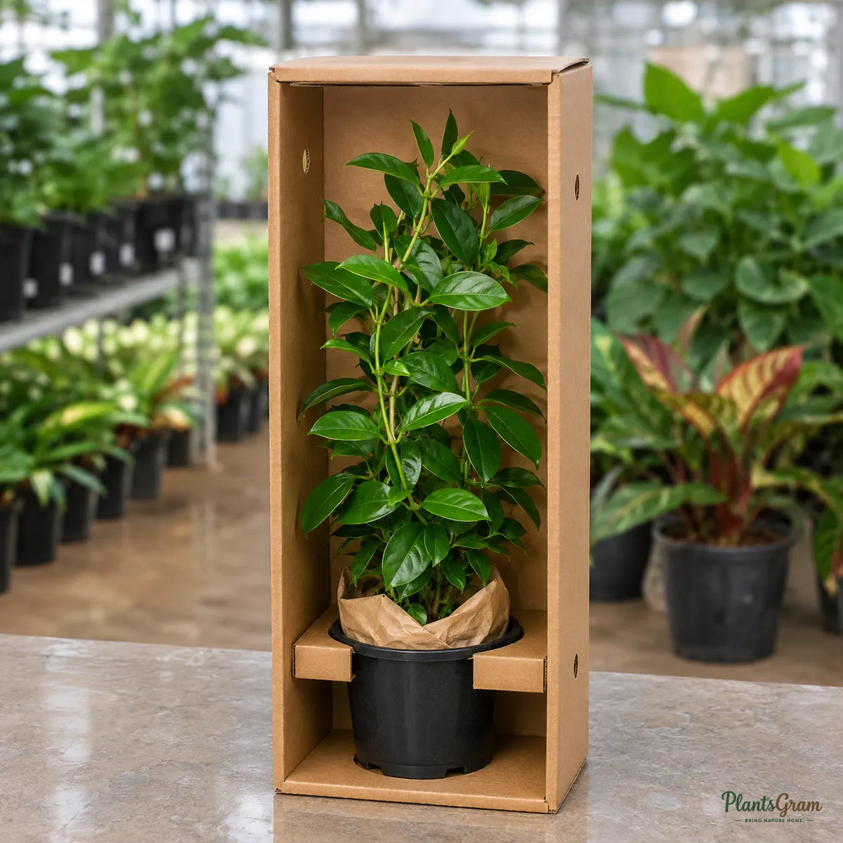 Mandevilla Red Single - Flowering Climber