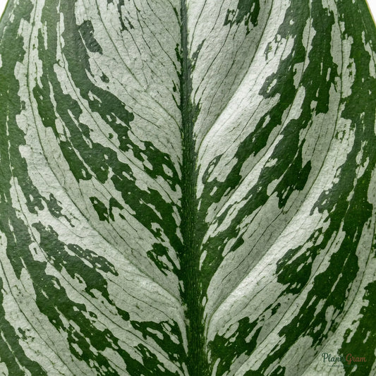 Close-up of Aglaonema Silver Queen silver-green leaf
