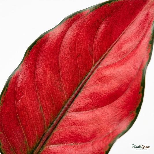 Macro close-up of Aglaonema Red Anjamani leaf showing pink and green pattern