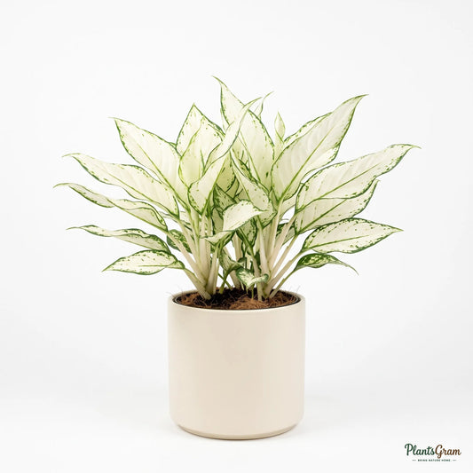 Aglaonema Super White plant in a potted planter, alternate angle
