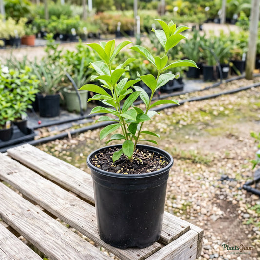 Allamanda Biscuit - Allamanda hybrida