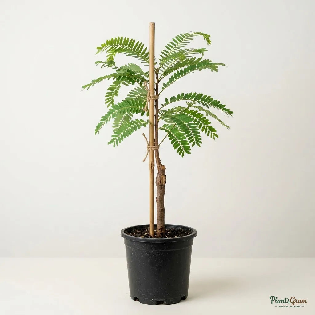 Amla (Grafted) - Banaras