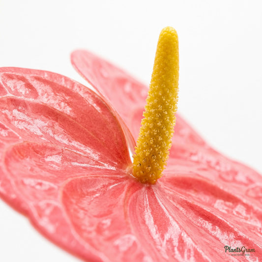 Close-up of blooming pink Anthurium flower