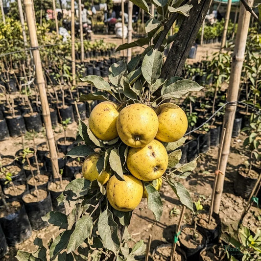 Apple Gold (Grafted) Fruit Plant