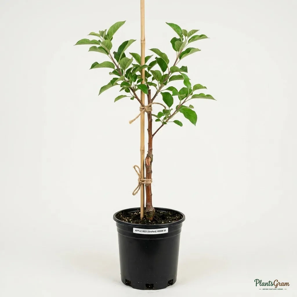Apple Red (Grafted) - HRNM 99