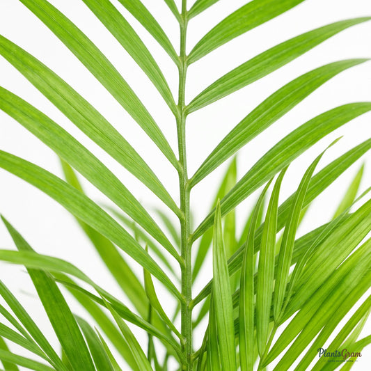 Macro close-up of Areca Palm frond