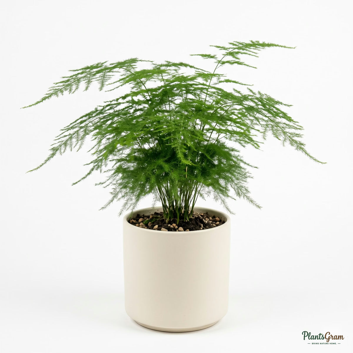 Asparagus Plumosus in a decorative planter