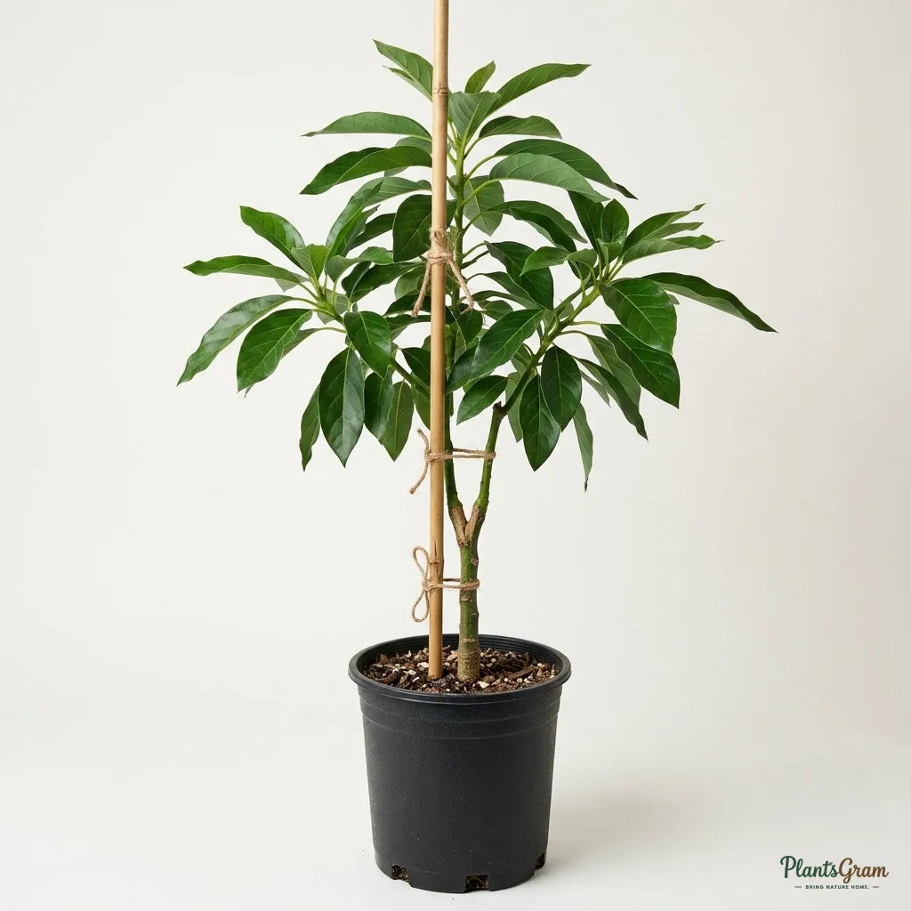 Avocado (Grafted)