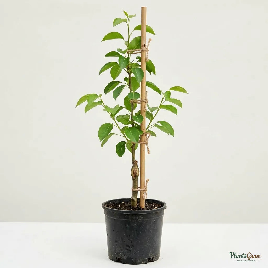 Pear - Babugosha (Indian Pear)