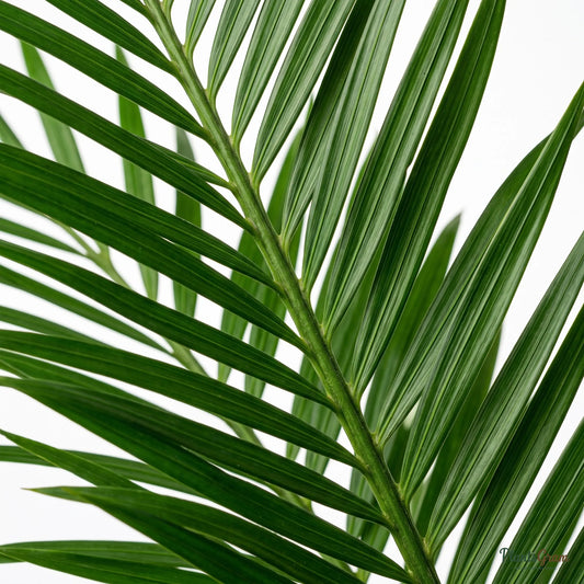 Bamboo Palm (Chamaedorea seifrizii)