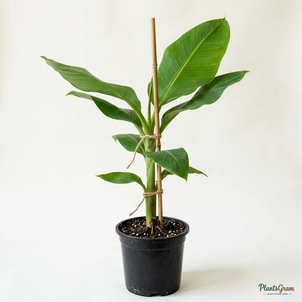 Banana Amruthapani - Fruit Plant