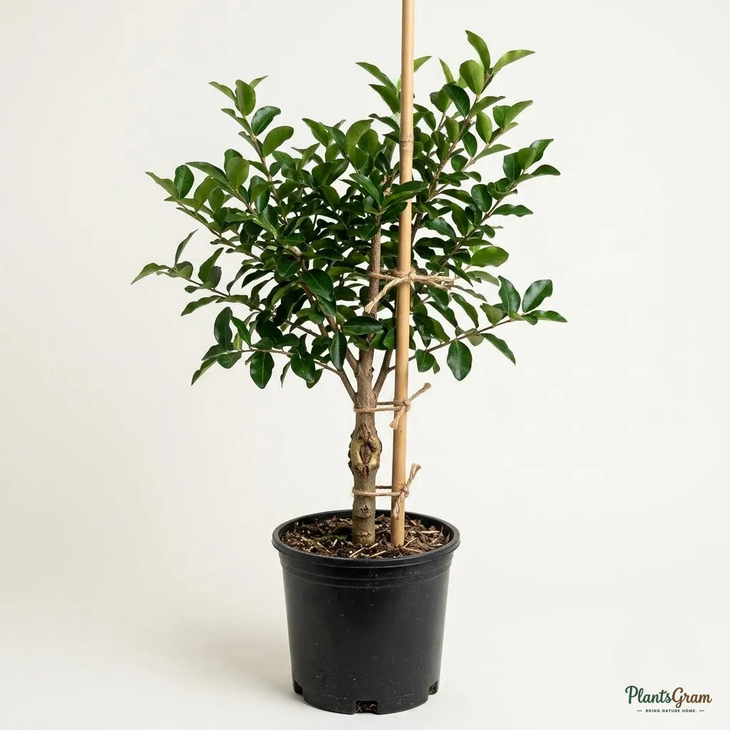 Barbados Cherry (Acerola Cherry)