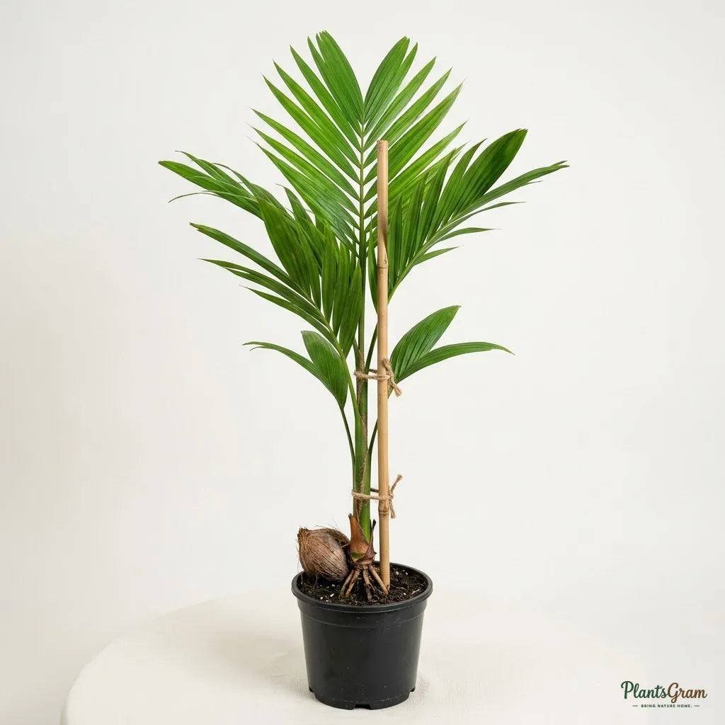 Betel Nut Palm (Areca Nut Palm)