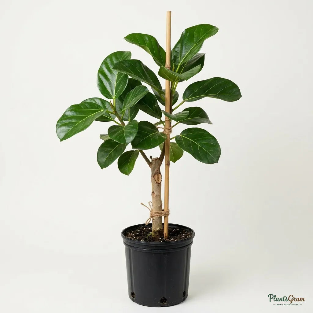 Fig (Anjeer) - Big Leaf Excel Variety