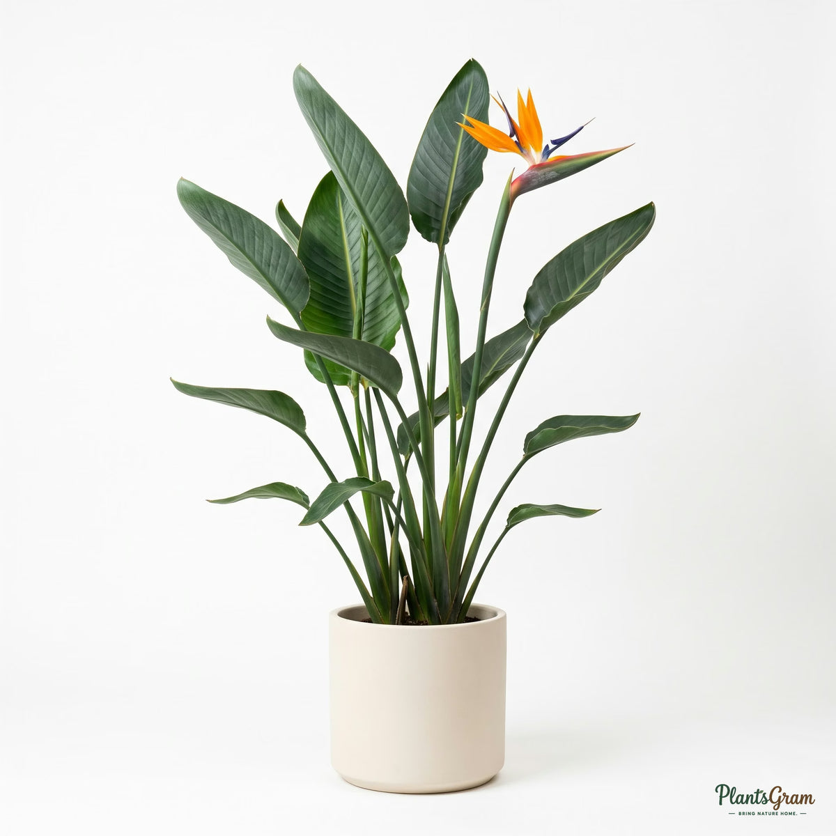 Bird of Paradise plant in bloom
