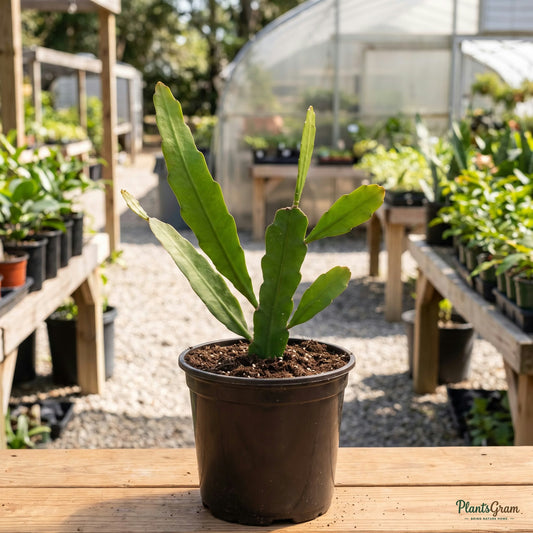 Brahma Kamal sapling in nursery pot