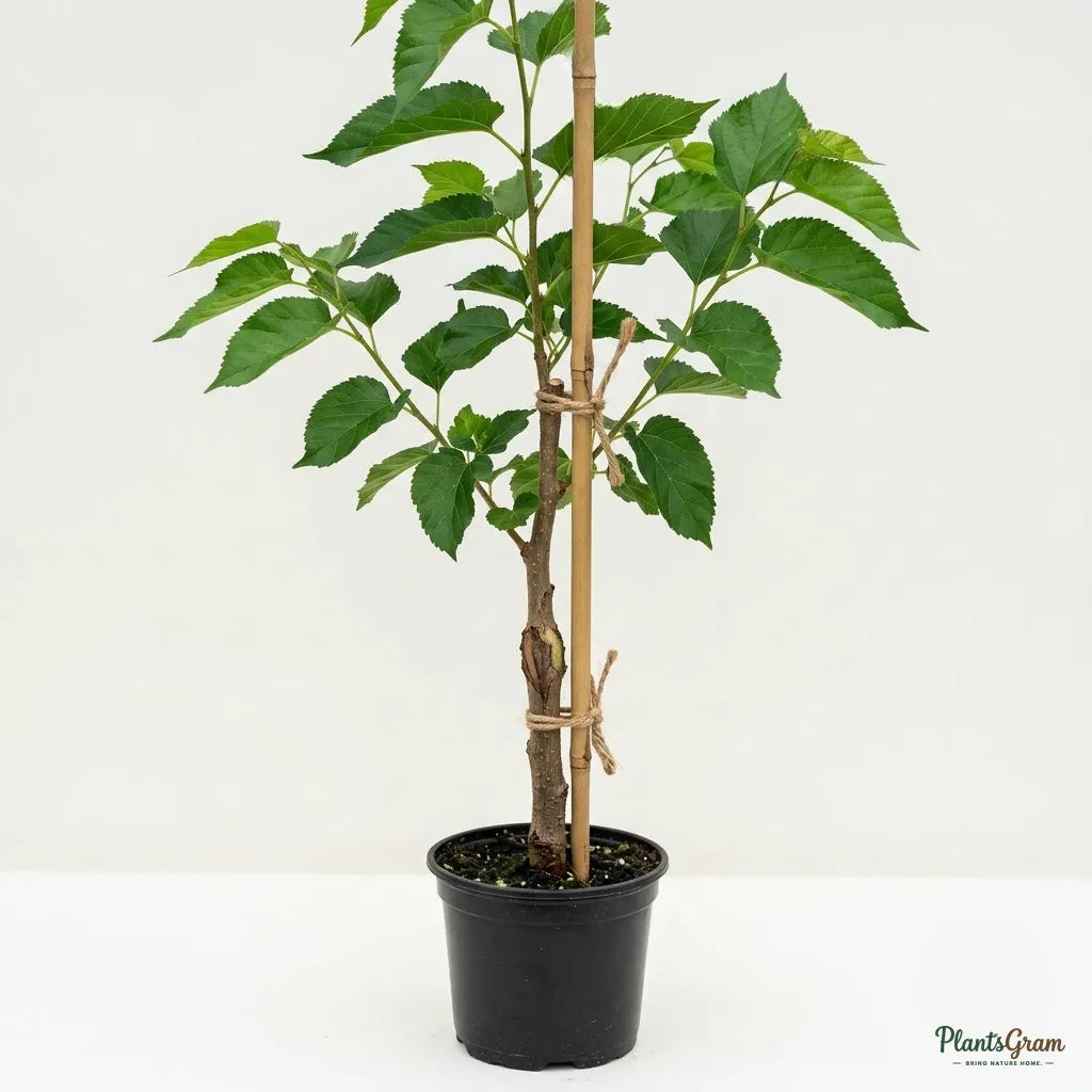 Brazilian Mulberry