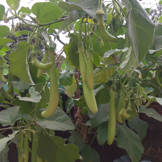 Brinjal Green Long Seeds – F1 Hybrid