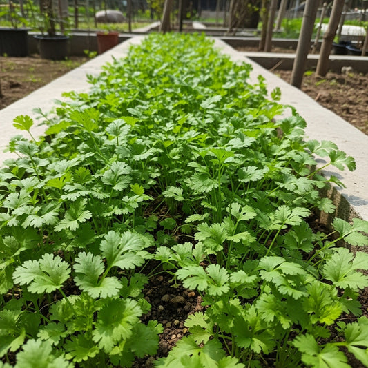 Coriander Kalmi Seeds