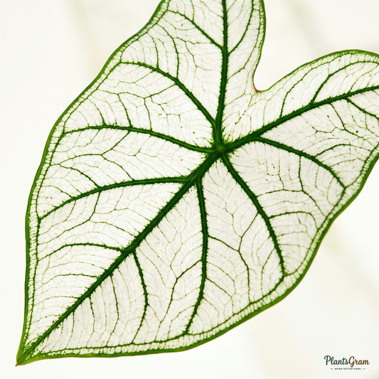 Macro close-up of Caladium White leaf veins