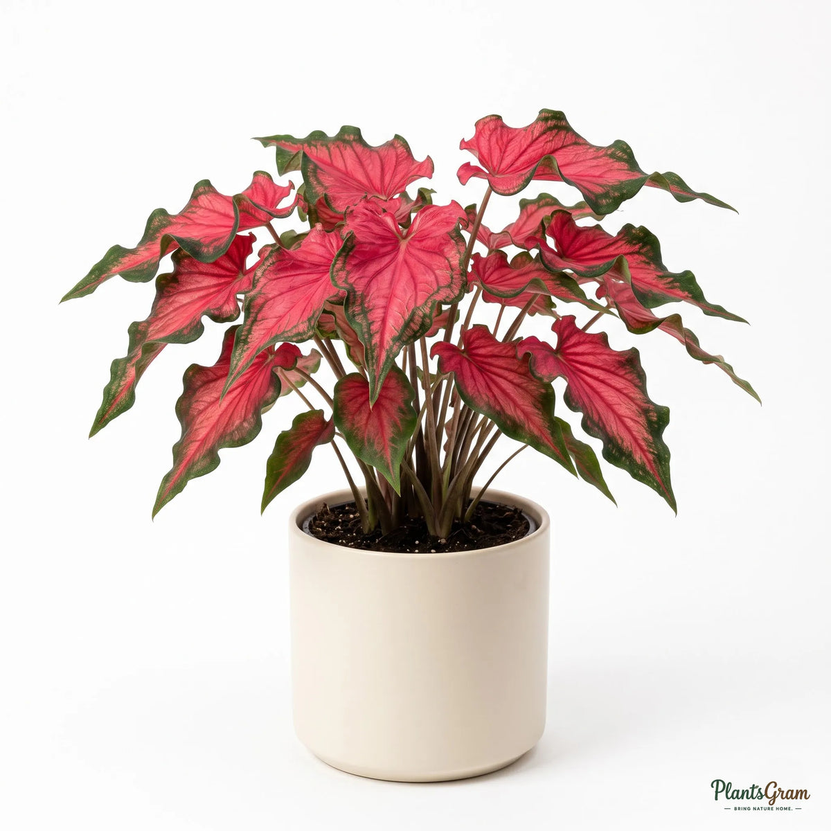 Caladium Red Ruffle (Caladium bicolor 'Red Ruffles')