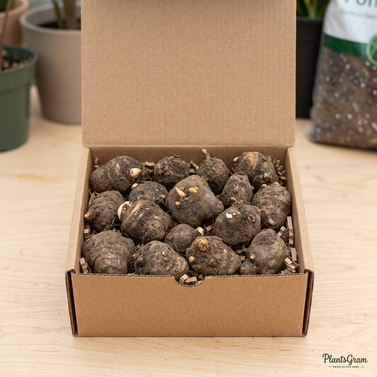 Caladium bulbs packed in shipping box