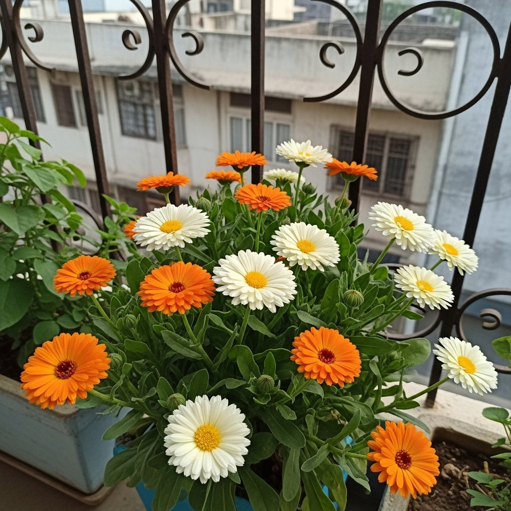 Calendula Fiesta Gitana Mix Flower Seeds
