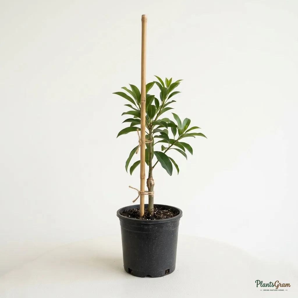 California Sapota (Chikoo) - Fruit Plant & Tree