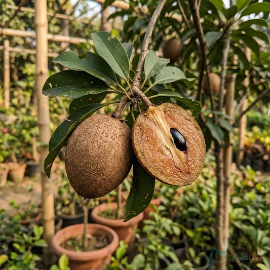 California Sapota (Chikoo) - Fruit Plant & Tree