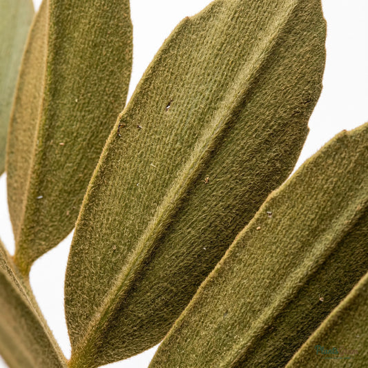Cardboard Palm (Zamia furfuracea)