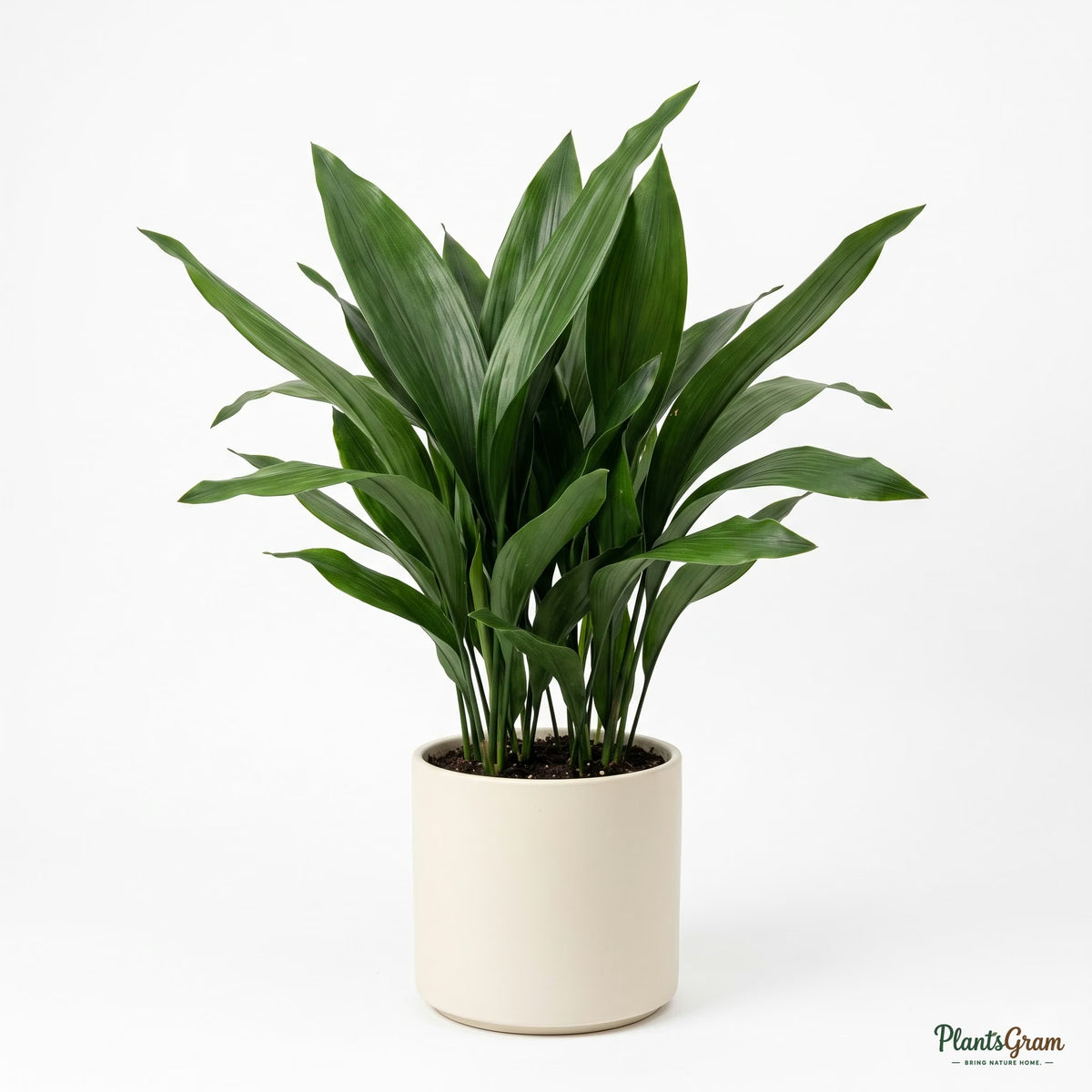 Potted Cast Iron Plant