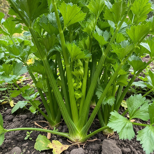 Celery Giant Pascal Seeds